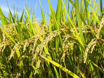 Kỹ thuật trồng và chăm sóc cây lúa - Phần 3