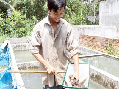 Hướng đi mới cho nghề nuôi thủy sản Quảng Nam