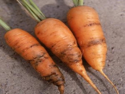 Pests and Diseases of Carrots, Parsley and Parsnips