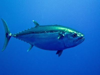 New technologies in tuna breeding