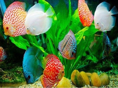 HCM Citys ornamental fish exports to hit US$23 million this year