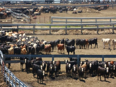 Cattle disease traceability project moving forward