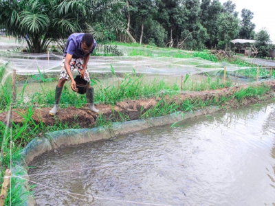 From small fry to big fish for Nigerian catfish farmer