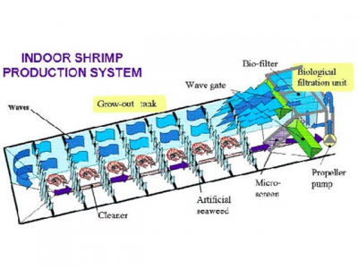 Nuôi tôm trên đất liền bằng công nghệ cao