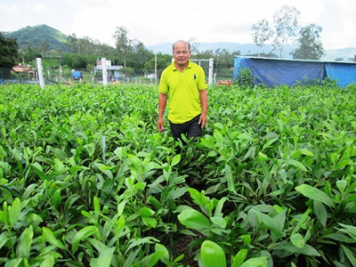 Khấm khá nhờ ươm keo giống