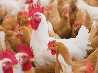 Slow-growth chicken consumer opinions can be swayed