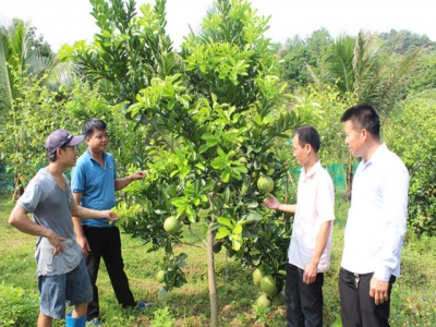 Farmers in Yen Mong commune converted their crop structure effectively