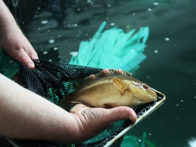 Closing the ballan wrasse breeding cycle