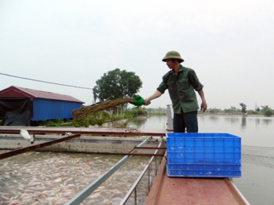 Mô hình nuôi cá sông trong ao đem lại hiệu quả cao ở Hưng Yên