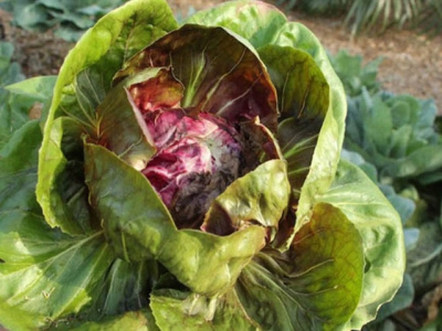 Bacterial diseases of lettuce