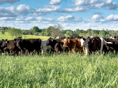 Multiple options available to manage cattle nutrients