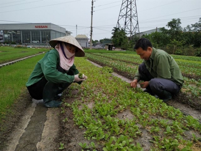 Giàu lên nhờ ươm rau giống