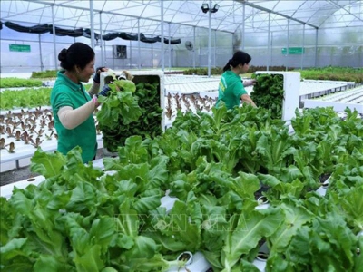 Mekong Delta city seeks to use advanced farming technologies