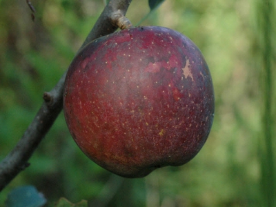 The benefits of bacteria in organic apples