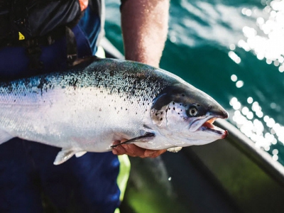 Time to compare: which diet leads to lower feed costs in farmed salmon?