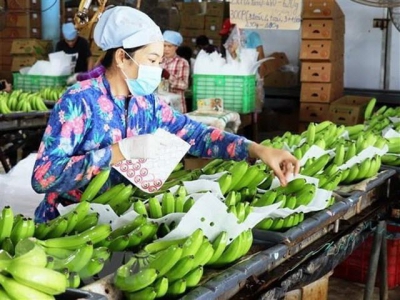 Exports of vegetable, fruits to China plunge in July