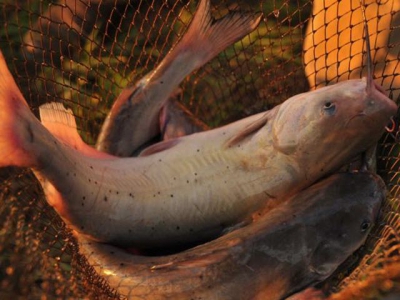 Processor expansion helps catfish farmers