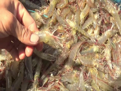 US imposes zero percent import tariff on Vietnamese shrimps