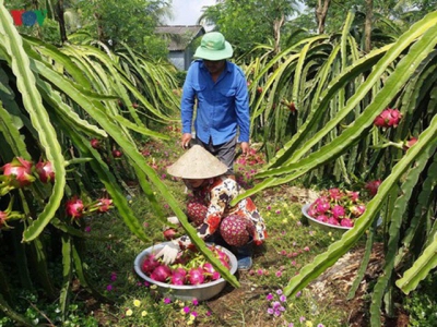 Seminar highlights intl linkages to improve competitiveness of dragon fruit