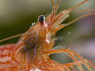 Parasite control in aquaculture takes teamwork