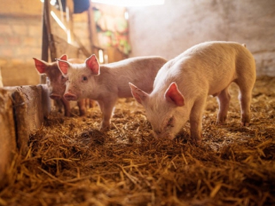 Yeast supplement may support gut health for disease-challenged piglets