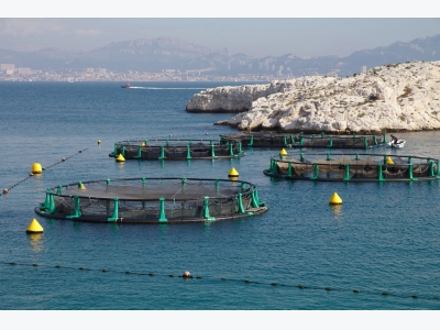 The long-term benefits of optimal early-life feeding strategies in aquaculture