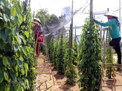 Vietnams pepper sector targets sustainable development