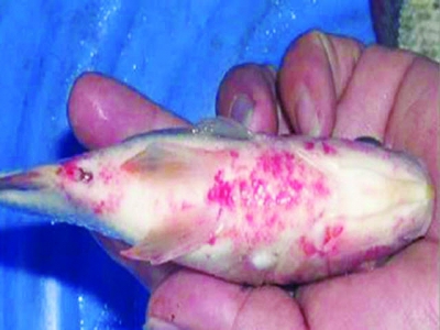 Phòng trị bệnh viêm ruột trên cá rô phi