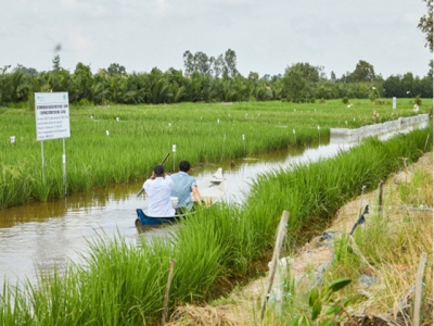 Australia-funded Project Improves Rice-shrimp Farming in Mekong Delta