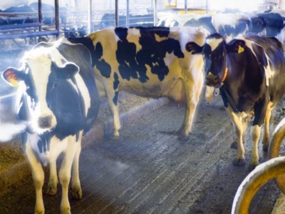 Study reviews vitamin A influence on fresh cow disease