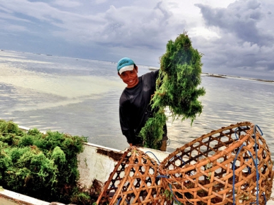 Seaweed farming could help battle climate change