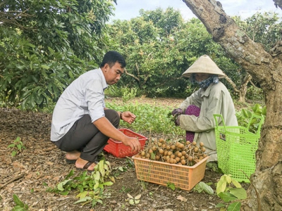 Nông dân thành công chiết ghép giống thanh nhãn lên cây nhãn da bò