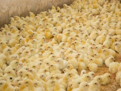 Strategy to reduce the immunotoxic effects of aflatoxins in broiler chicks