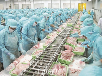 Pangasius industry tasted bitter fruit because of overheat