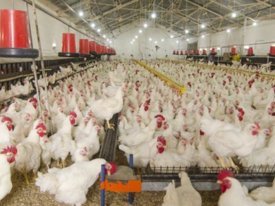 Mareks disease genome study may aid control in poultry