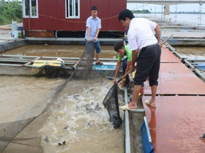 Nông dân Hưng Yên thu tiền tỷ nhờ nuôi cá lồng