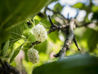 10 new fruit trees and edible vines for your garden this spring