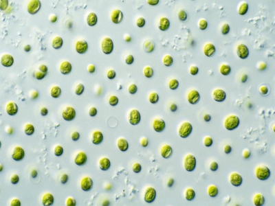 Production of fatty acid, protein by Nannochloropsis in flat-plate photobioreactors