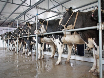 Hike in concentrated feed use in increasingly consolidated Chinese dairy sector