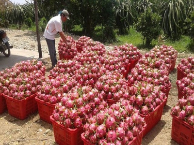 Farmers expand dragon fruit area in spite of declining prices