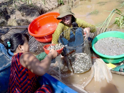 Đồng Tháp to flood rice fields for fertility, flushing crop disease pathogens