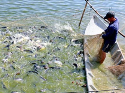 Dong Thap grants identification numbers to tra fish ponds