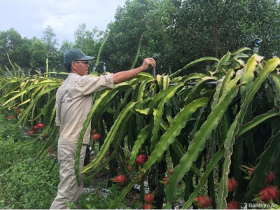 Bí kíp trồng thanh long ruột đỏ có hàng trăm triệu mỗi năm của lão nông Nghệ An