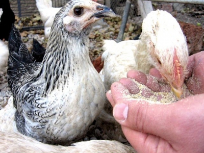Post-hatch feed and broiler performance