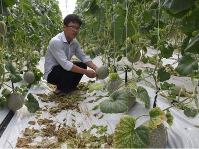 Dưa lưới trong nhà màng