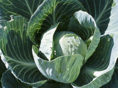 Mineral deficiencies in cabbages