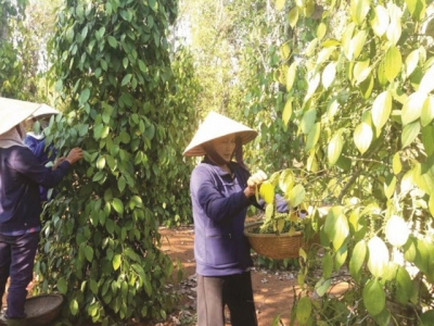 Pepper exports: Decreases in almost all markets, opportunities in the EU