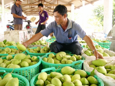 Trồng cây ăn trái lợi nhuận cao