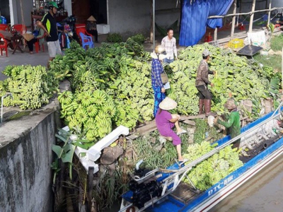 Price of bananas in Mekong Delta provinces goes up