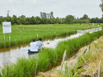 Ninh Bìnhs farmers earn high income from rice-fish farms